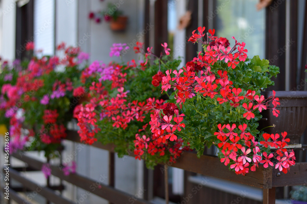 Fototapeta premium red blooming geraniums in the flower pot on the balcony