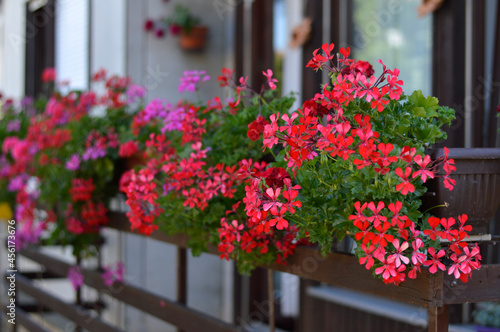 red blooming geraniums in the flower pot on the balcony