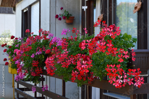 red blooming geraniums in the flower pot on the balcony © Jana