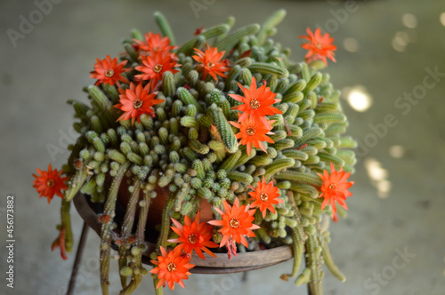 blooming red torch cactus close up