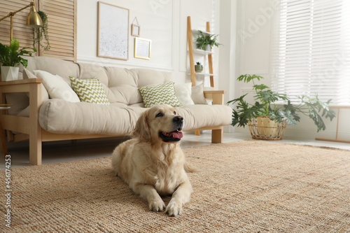 Fototapeta Naklejka Na Ścianę i Meble -  Adorable Golden Retriever dog in living room