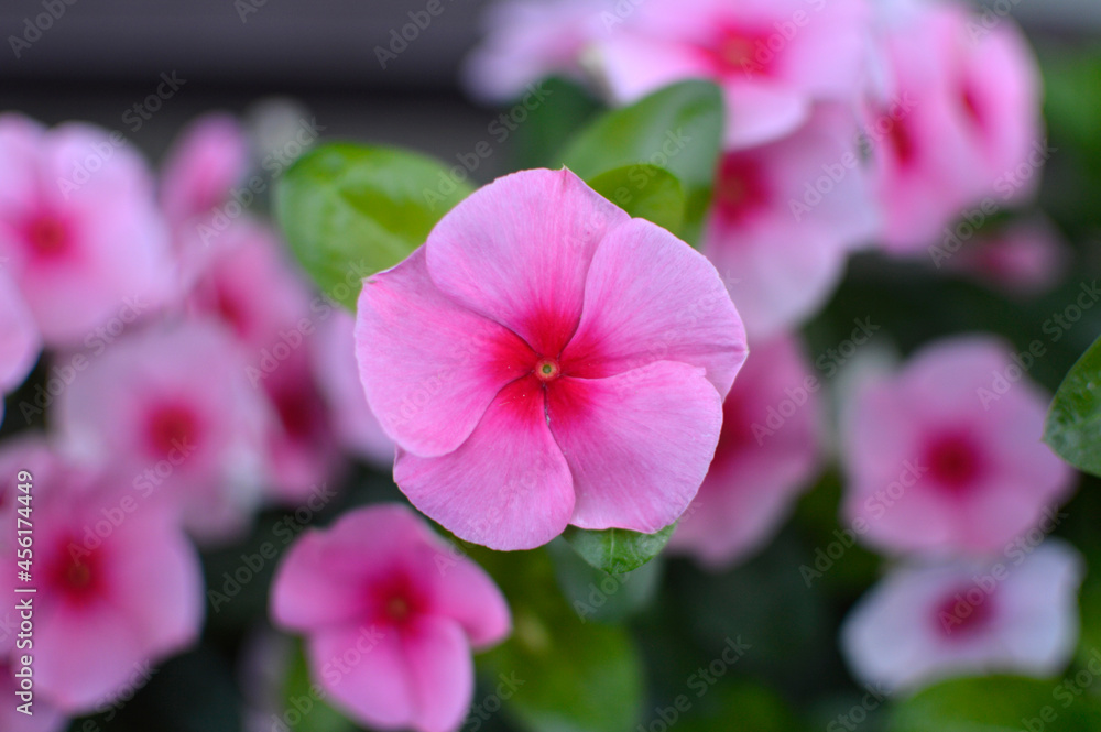 colorful blooming Madagascar periwinkles growing in the flower pot colorful blooming Madagascar periwinkles growing in the flower pot