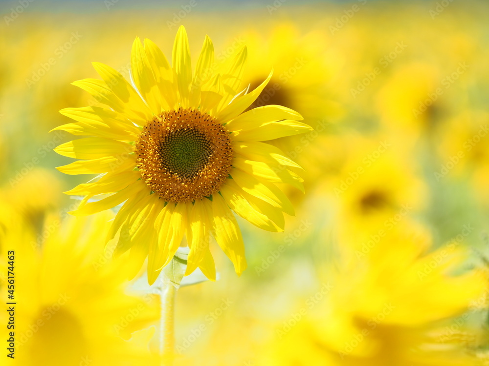 Fototapeta premium 美しいひまわりの花