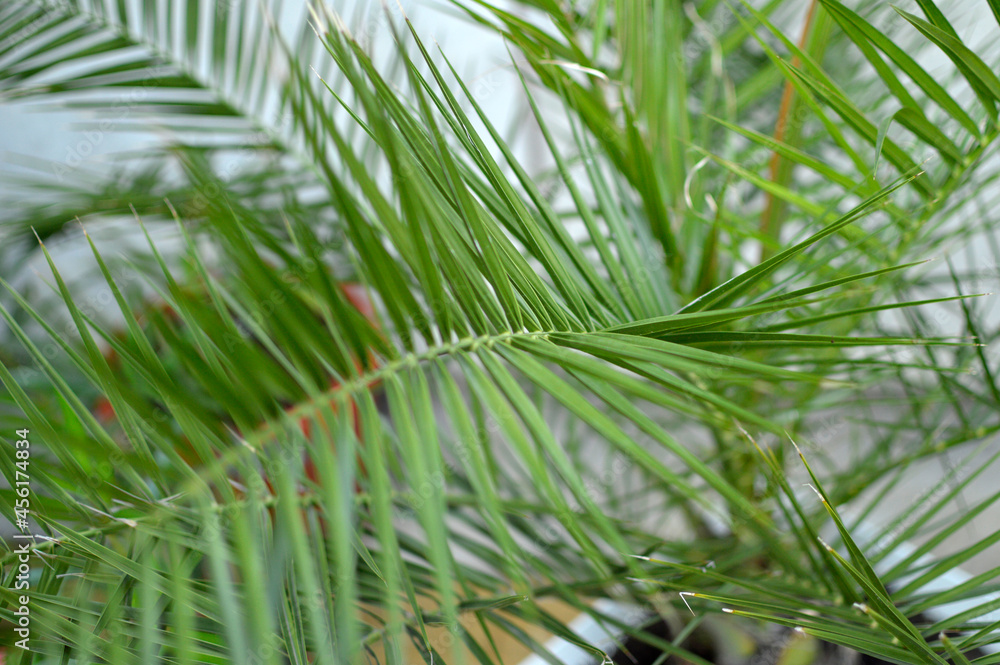 date palm houseplant growing in the flower pot date palm houseplant growing in the flower pot
