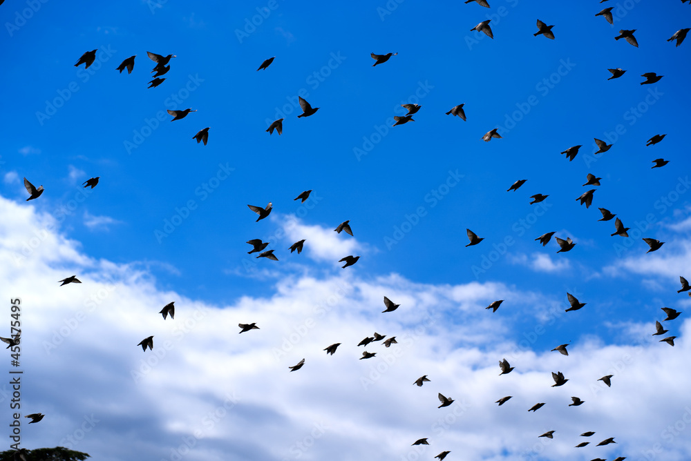Bird swarm up in the sky on a cloudy summer day at City of Nyon. Photo taken August 28th, 2021, Nyon, Switzerland. Bird swarm up in the sky on a cloudy summer day at City of Nyon. Photo taken August 28th, 2021, Nyon, Switzerland.