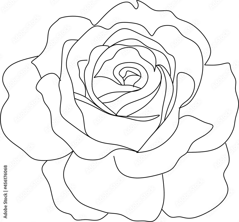 Fototapeta Rose line drawing. Rose line art