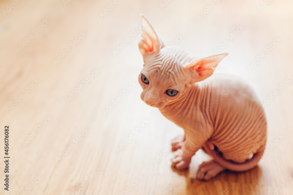 Canadian sphynx kitten sitting on floor at home. Hairless pet has blue eyes. Sad lonely cat