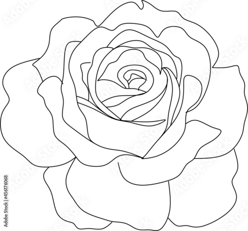 Rose line drawing. Rose line art 