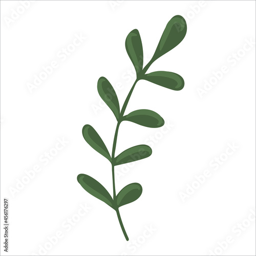 Hand drawn branch with leaves isolated on white background. Decorative floral element for your design. Vector illustration