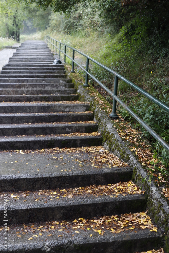 Stairs in the forest Stairs in the forest