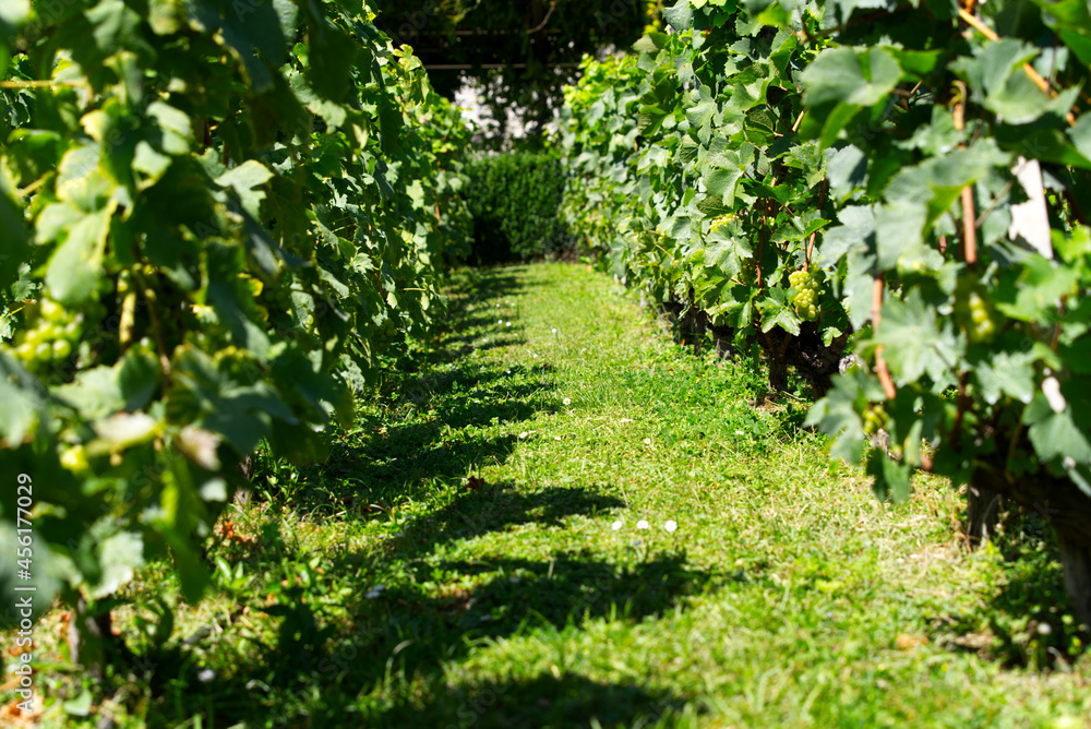 Close-up of beautiful vineyard at City of Nyon on a sunny summer day. Photo taken August 28th, 2021, Nyon, Switzerland.