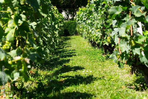 Close-up of beautiful vineyard at City of Nyon on a sunny summer day. Photo taken August 28th, 2021, Nyon, Switzerland.