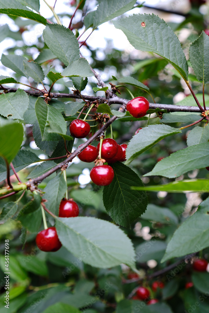 Cherries hanging on a cherry tree branch. Cherries hanging on a cherry tree branch.