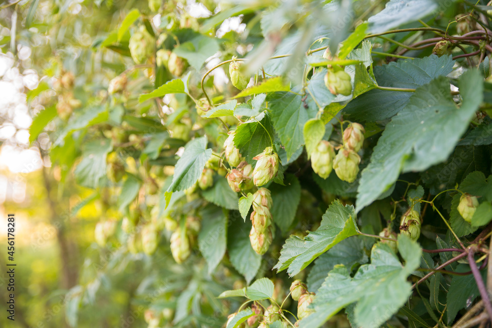 Beer brewing ingredients, hops, and wheat ears on a wooden cracked old table in front of hops plantation. Beer brewery concept. Wheat ears and hop cones in the linen sack in the foreground.