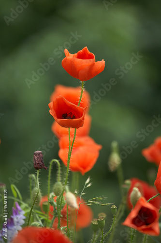 Beautiful red poppies on a summer field. Opium flowers, wild field. Summer floral background.