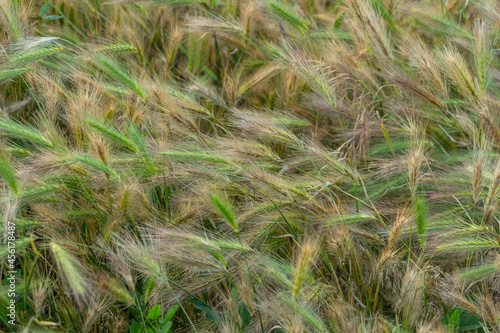 Wheat ears in sunlight  sunset on the field