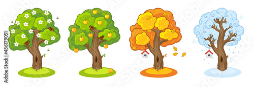 Tree four seasons. Different seasons spring, summer, autumn, winter. Vector illustration. Isolated on a white background.  photo