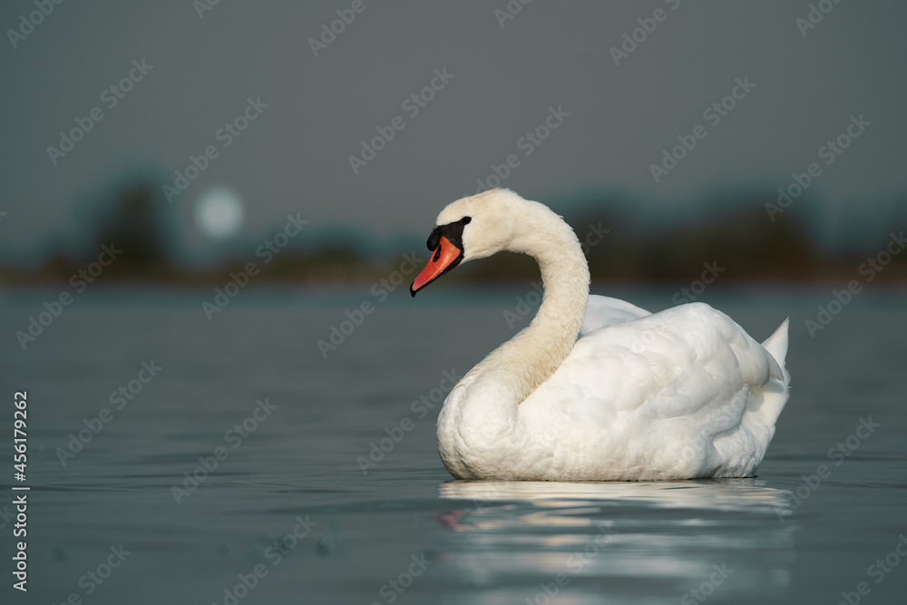 Swan is illuminated by the morning light Swan is illuminated by the morning light