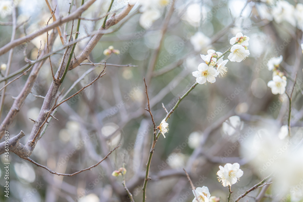 満開の白い梅の花 満開の白い梅の花