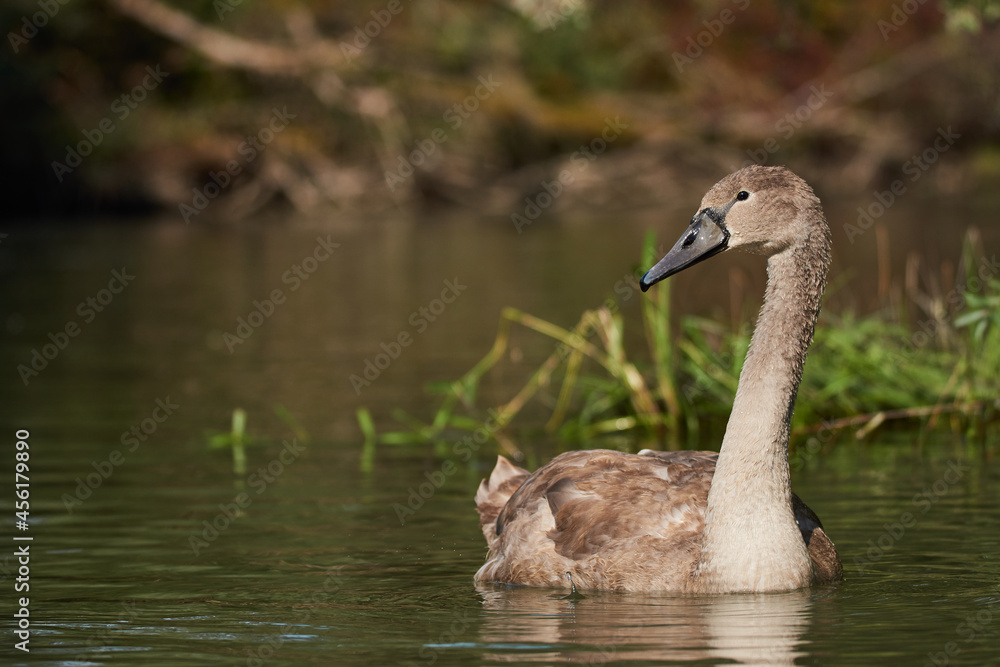 Fototapeta premium Close up of a young swan