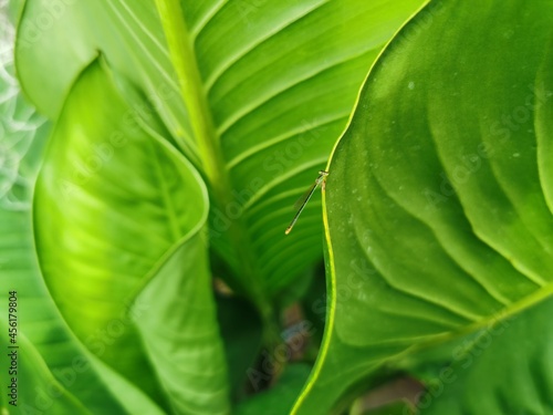 green leaf background