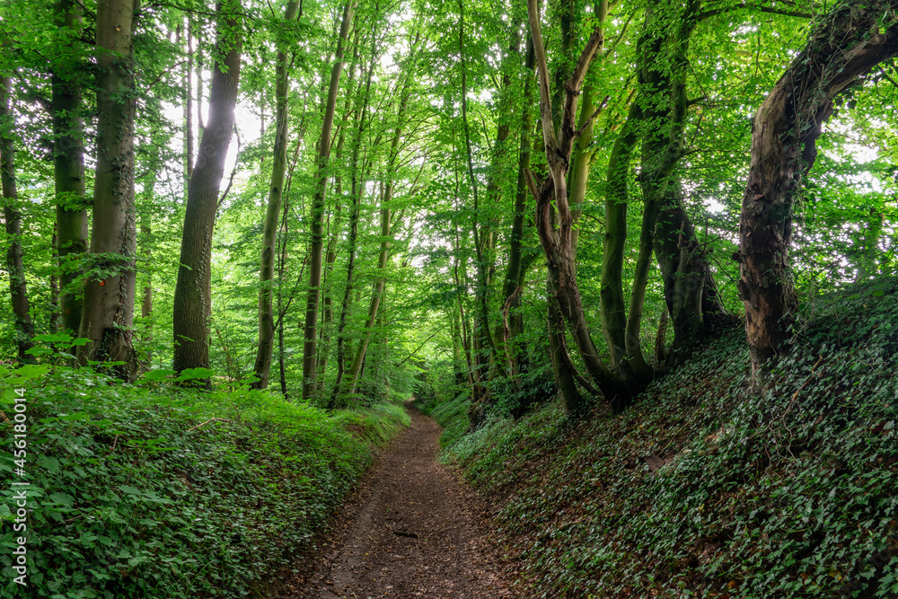 Obraz premium path in the green fresh forest