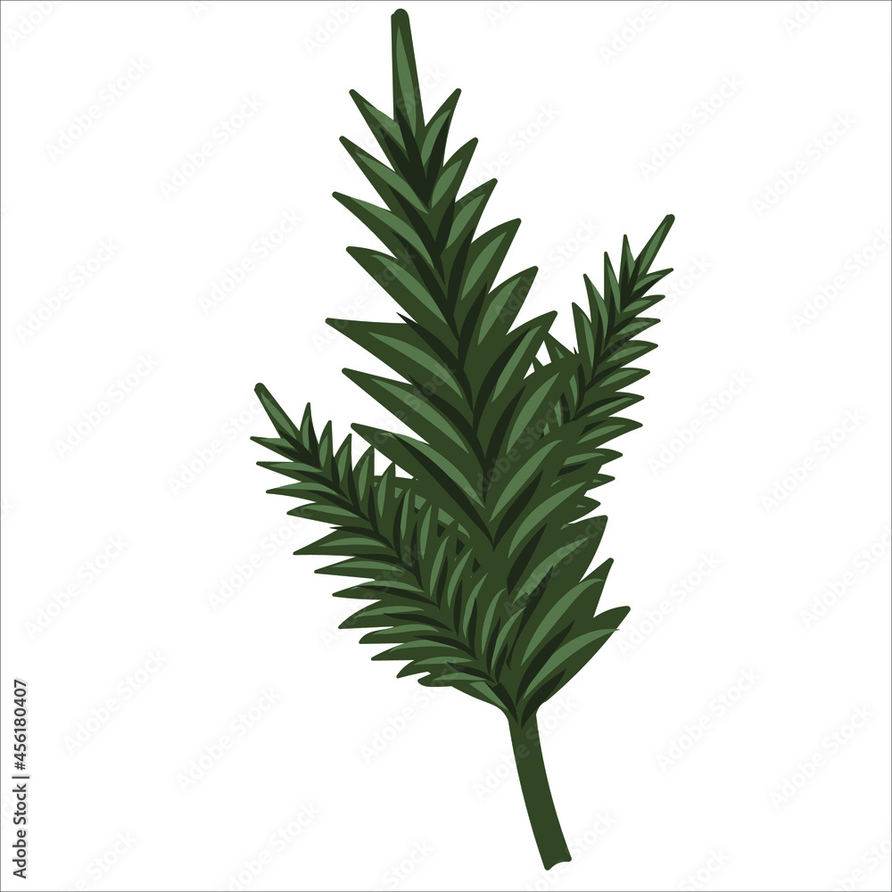 Hand-drawn fir or pine tree branch isolated on white background. Winter plants for Christmas decoration. Vector isolated holiday design elements. Hand-drawn fir or pine tree branch isolated on white background. Winter plants for Christmas decoration. Vector isolated holiday design elements.