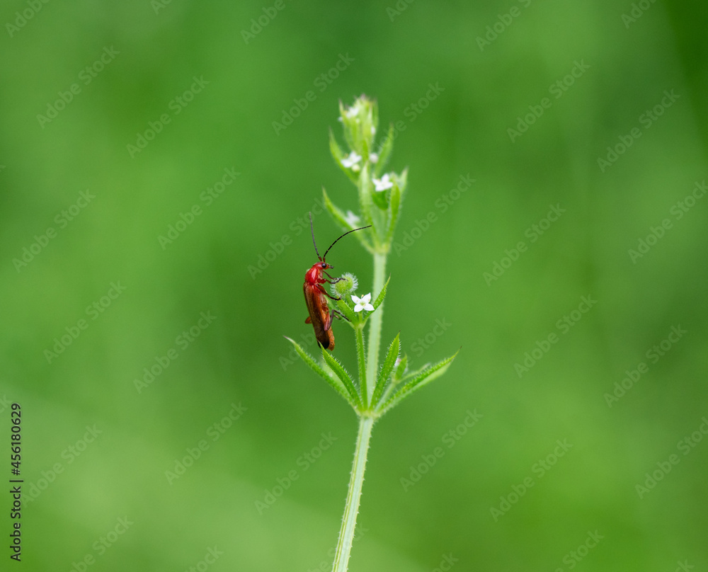 a red beetle on the green grass a red beetle on the green grass