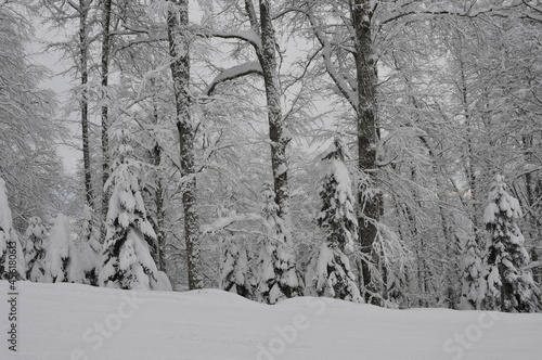 winter forest in the snow