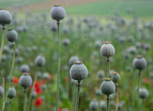 poppy flowers and poppy heads in black and white