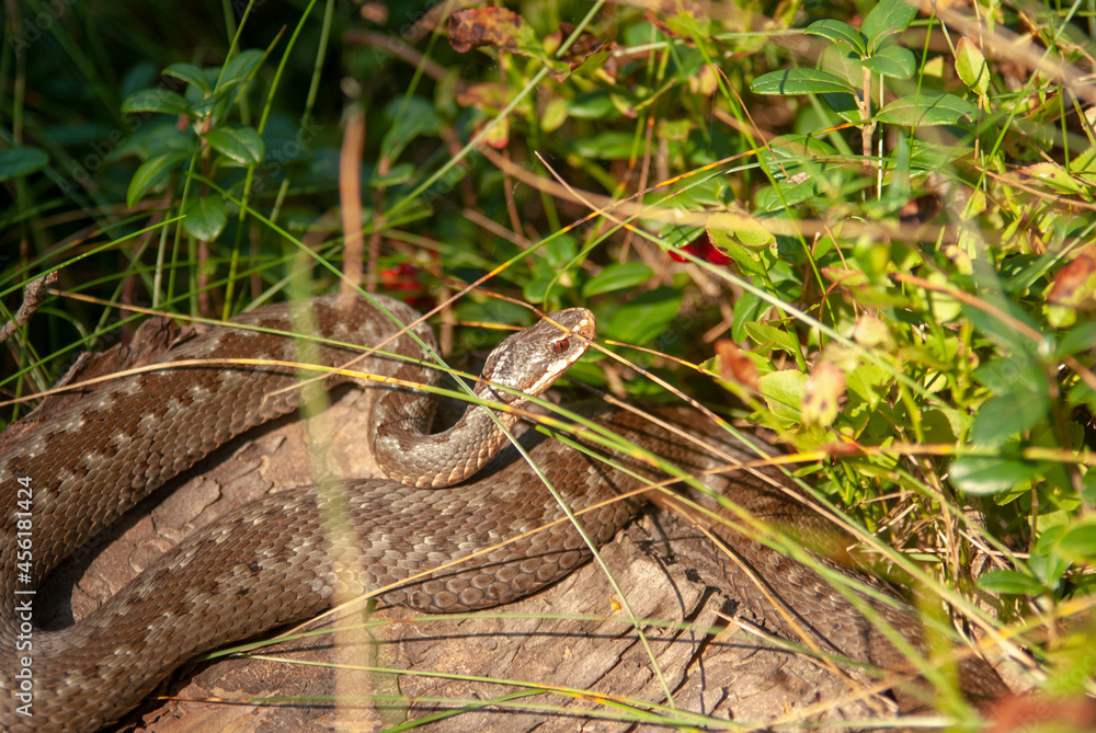 Fototapeta premium SONY DSC