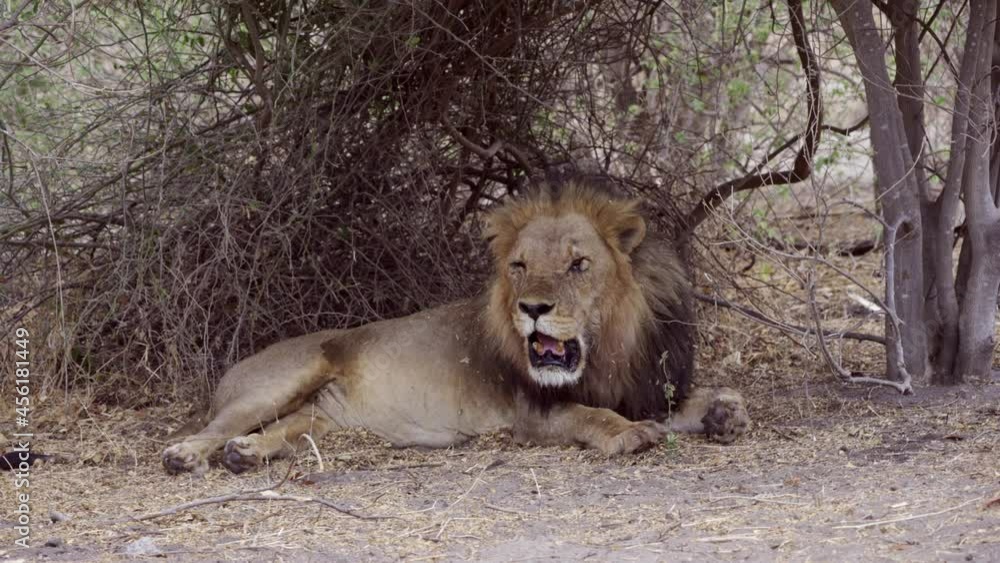 very old Lion sitting next to a bush very old Lion sitting next to a bush
