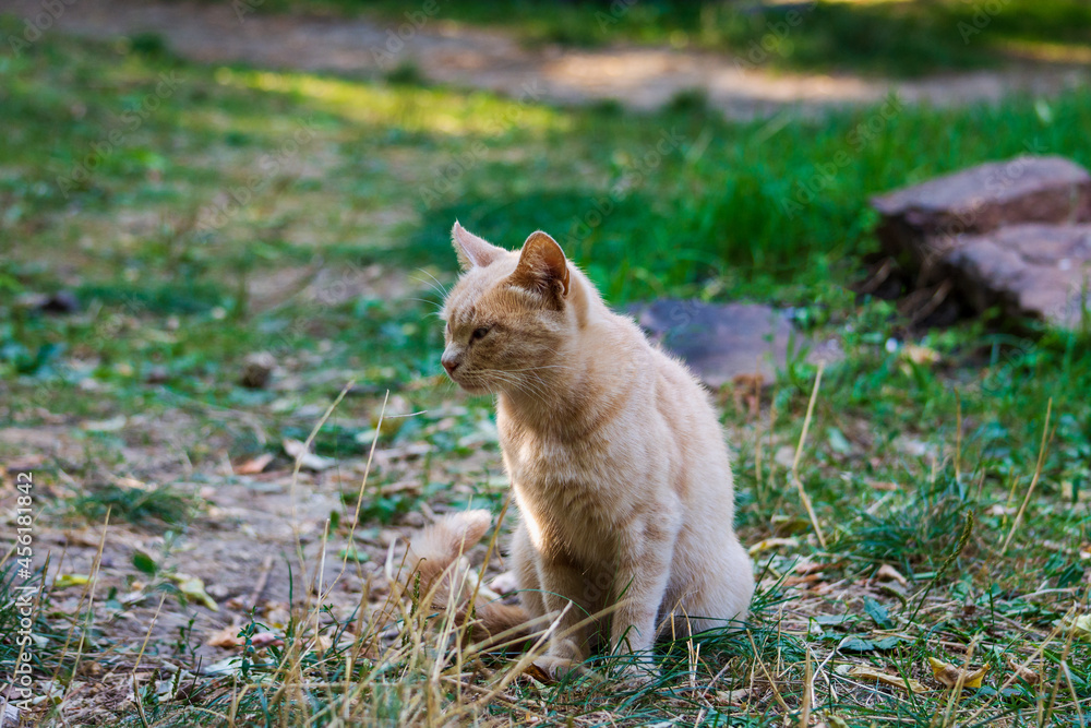 Beautiful pictures of colorful cats on the green grass. Pets.