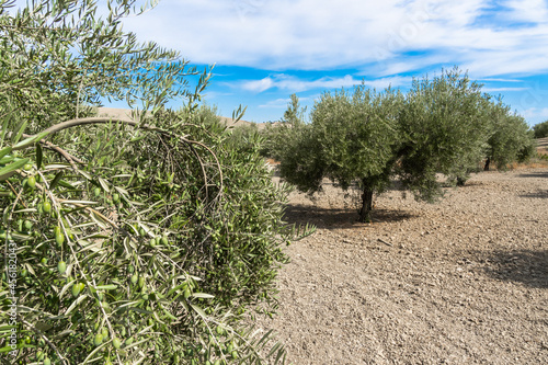 An olive plantation in Subbetic Mountains in Cordoba, Spain photo