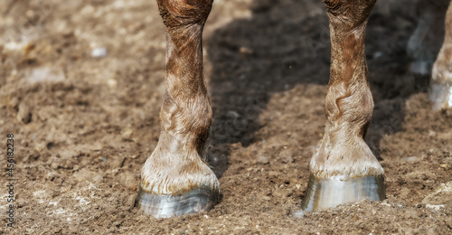 hoof on the sand