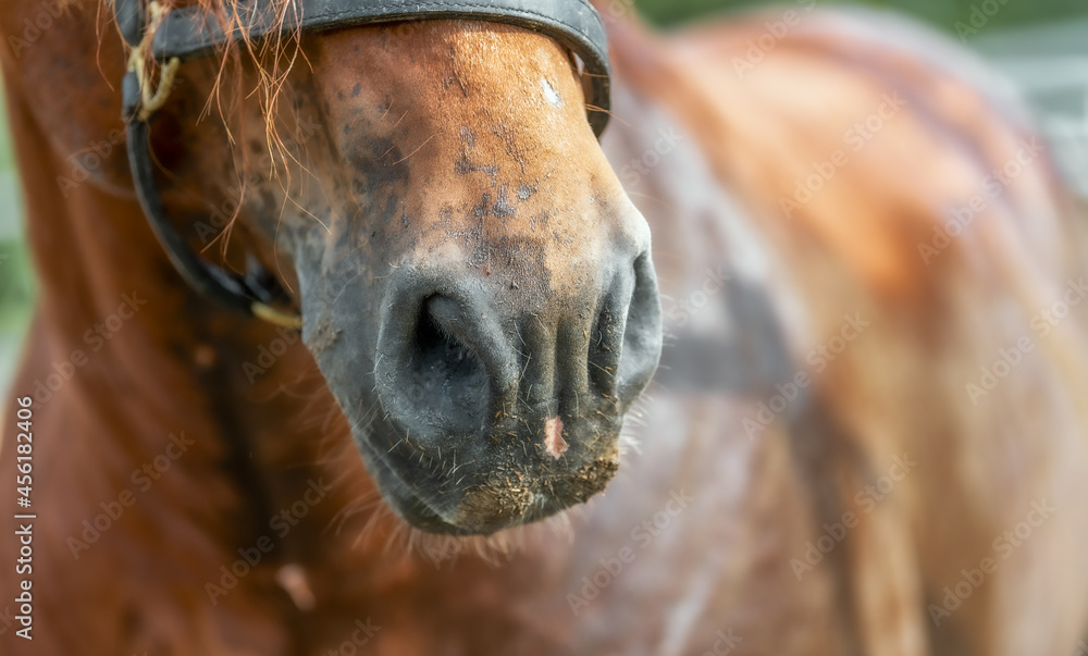 Obraz premium horse nostrils