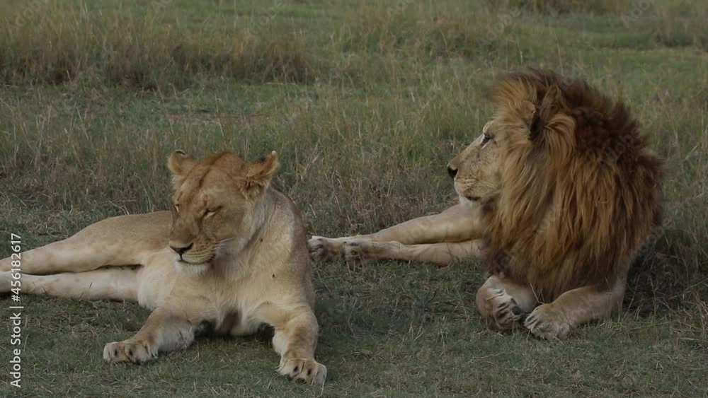 Lion and a Lioness Lion and a Lioness