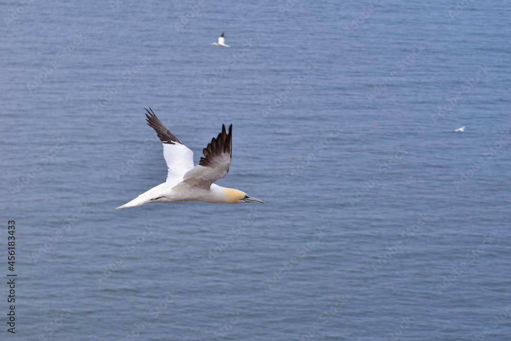 Northern gannet in flight in the sky above the sea