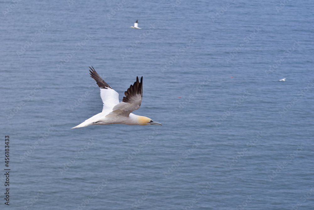 Northern gannet in flight in the sky above the sea Northern gannet in flight in the sky above the sea