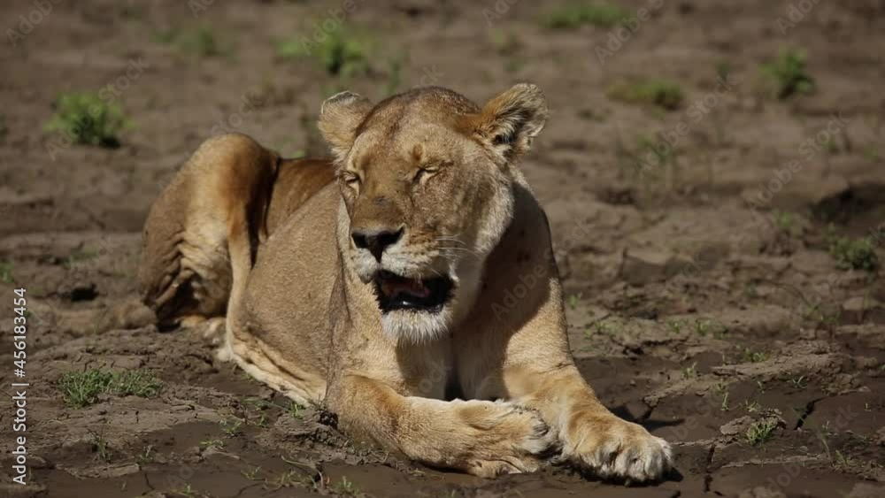 lioness sitting lioness sitting