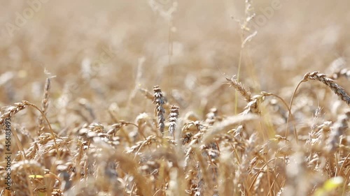the wheat fields are ripe