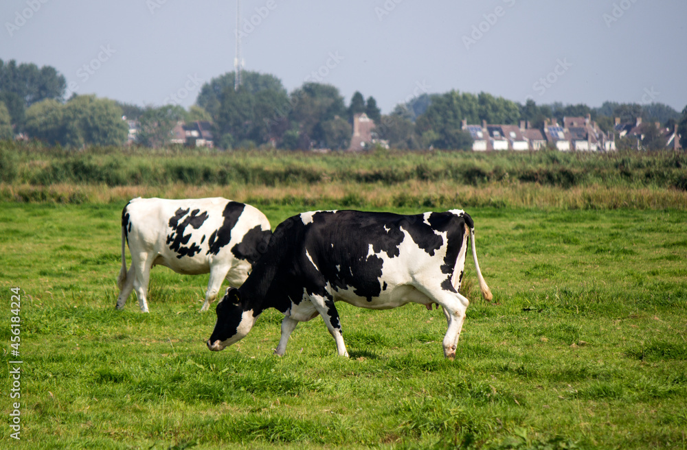 Two cows on a field. Juicy green grass, trees, blue sky. Countryside landscape of the Netherlands. 