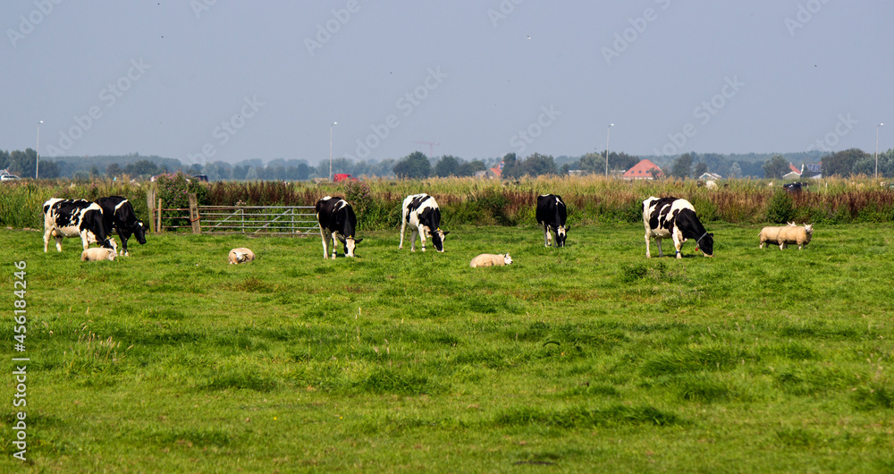Cows graze in a field. Green grass background with copy space. Domestic animal photo. Dutch countryside landscape. 