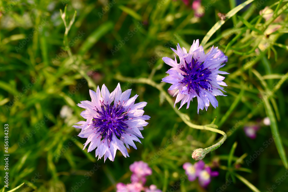 Closeup of two violet cornflowers, England, UK Closeup of two violet cornflowers, England, UK