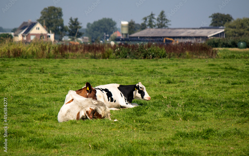 Cows graze in a field. Green grass background with copy space. Domestic animal photo. Dutch countryside landscape. 