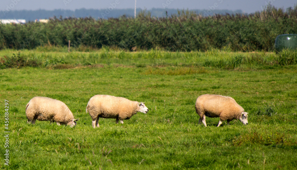 Farm animals in a field. Dutch nature photo. Farm animals in a field. Dutch nature photo.