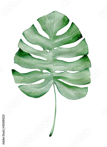 Watercolor illustration with monstera leaf. Tropical plant. Hand drawn clipart isolated on white background.