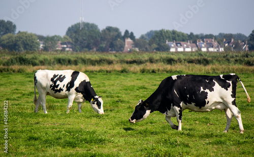 Two cows on a field. Juicy green grass, trees, blue sky. Countryside landscape of the Netherlands. 