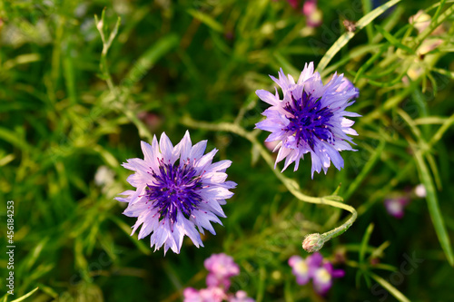 Closeup of two violet cornflowers  England  UK