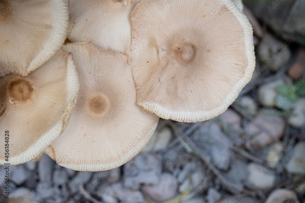 Close-up of white wild mushrooms